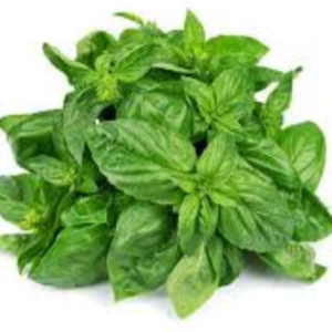 Basil
