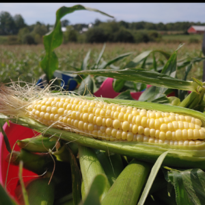 Sweet Corn