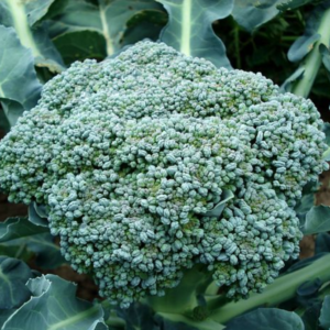 Broccoli