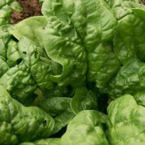 Spinach